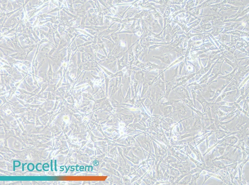 A172 Cell Complete Medium - 3