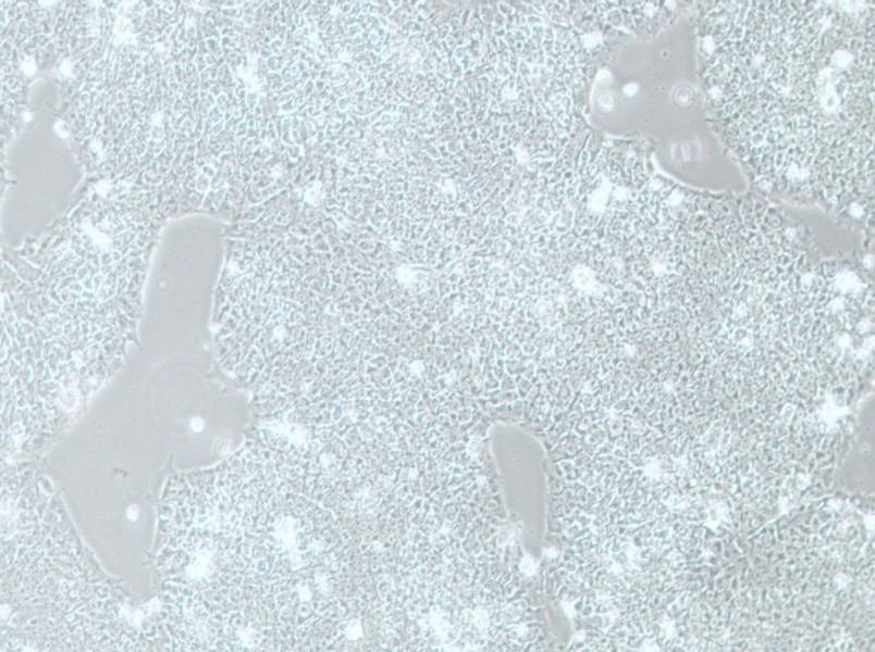 H1 Cell Complete Medium - 8