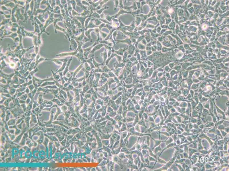 293 [HEK-293] Cell Complete Medium - small - 5