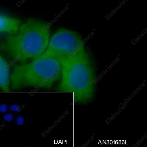 Recombinant Vitronectin/S-Protein Monoclonal Antibody - 4