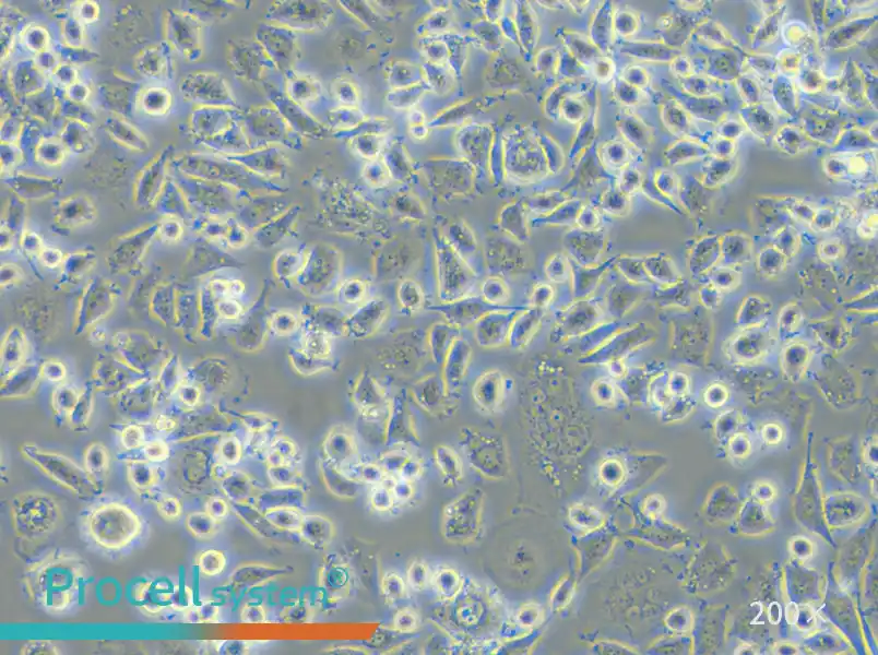 DH82 Cell Complete Medium - 6