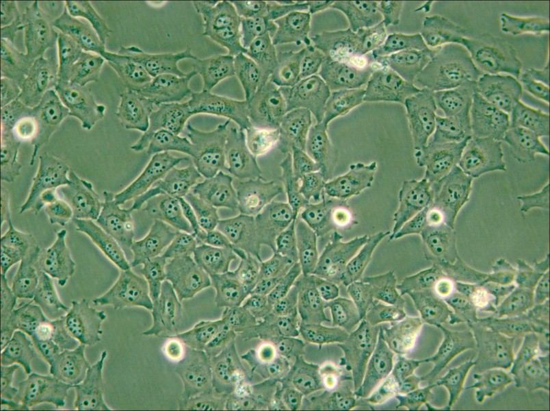 KMH-2 Cell Complete Medium - small - 5