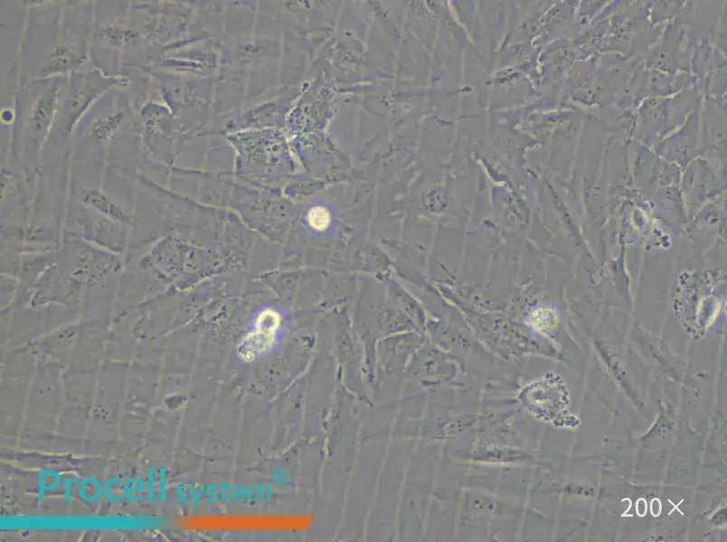SSP-25 Cell Complete Medium - 4