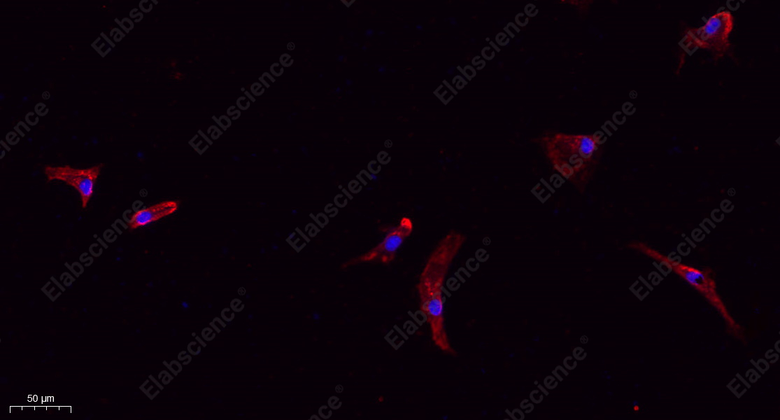 Recombinant Claudin-1 Monoclonal Antibody - 9