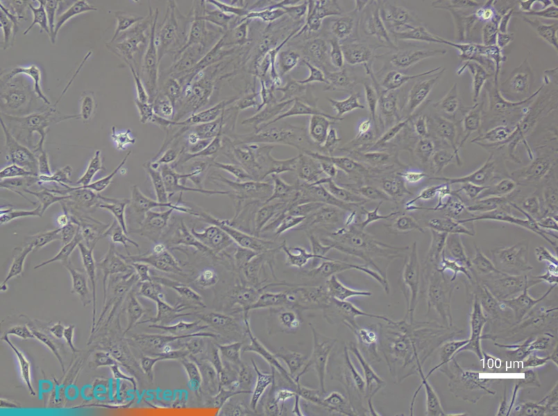 Mouse Prostate Fibroblast Complete Medium - 3