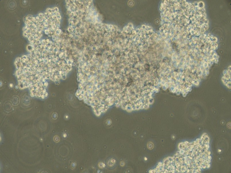 NCI-H716 [H716] Cell Complete Medium - small - 4