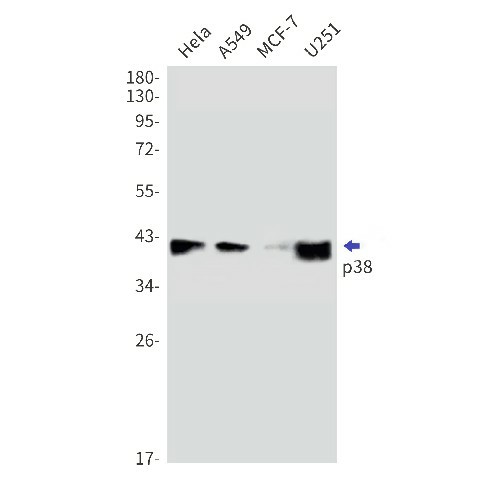 Western blot detection of p38 in Hela,A549,MCF-7,U251 cell lysates using p38 Rabbit mAb(1:1000 diluted).Predicted band size:41kDa.Observed band size:41kDa.