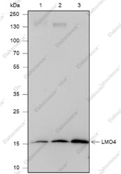 Recombinant LMO4 Monoclonal Antibody - 1