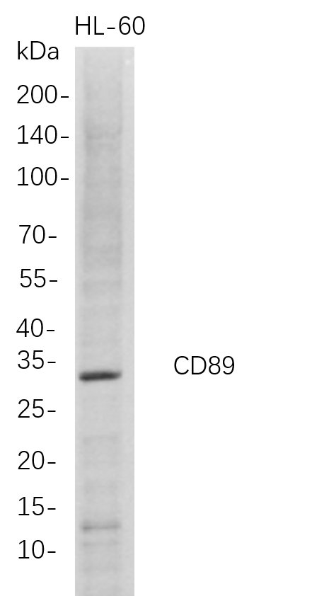 Recombinant CD89 Monoclonal Antibody-searchlist-1