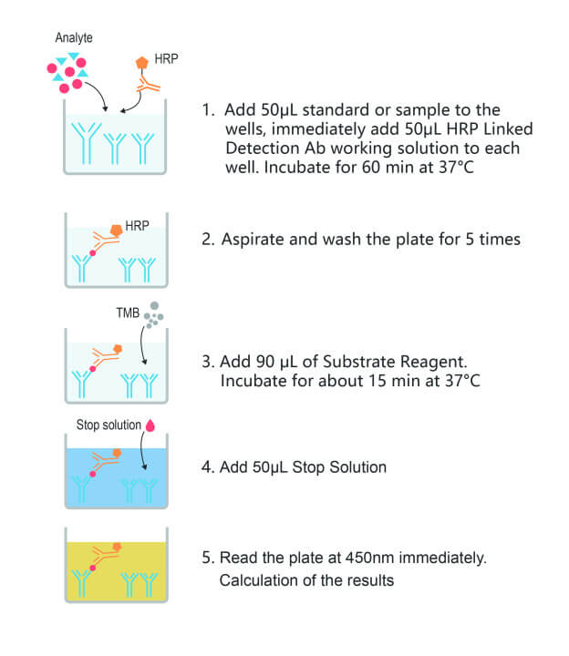 QuicKey Pro Human MCP-1 (Monocyte Chemotactic Protein 1) ELISA Kit - procedures