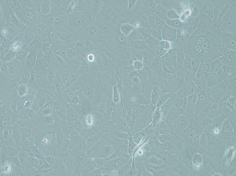 RWPE-1 Cell Complete Medium - 6