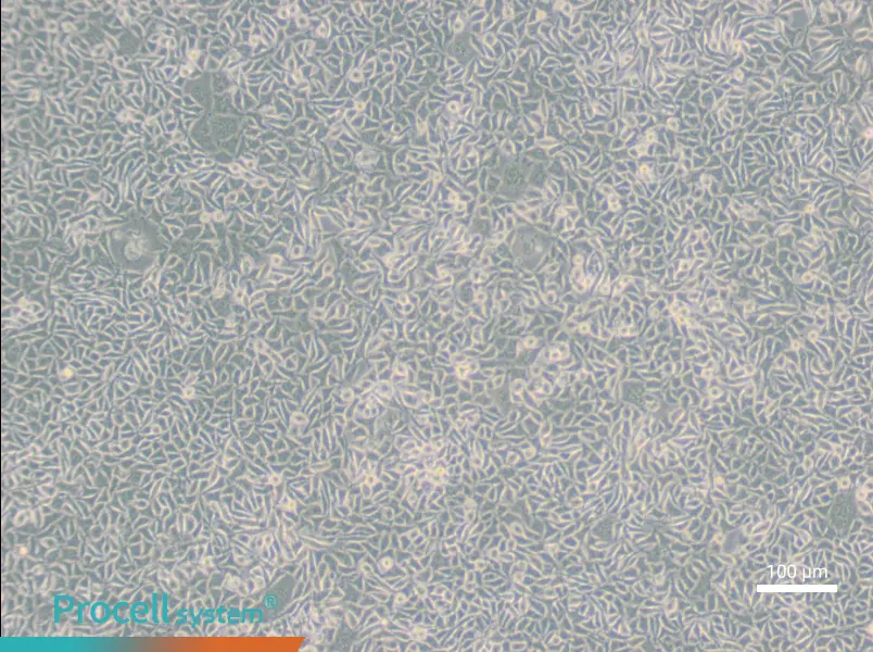 B82 Cell Complete Medium - 2