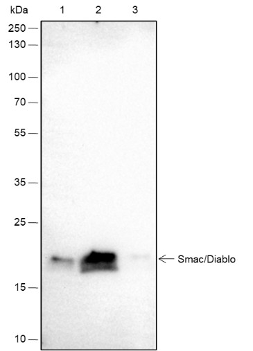 Recombinant Smac/Diablo Monoclonal Antibody - small - 5