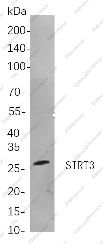 Recombinant SIRT3 Monoclonal Antibody - 1