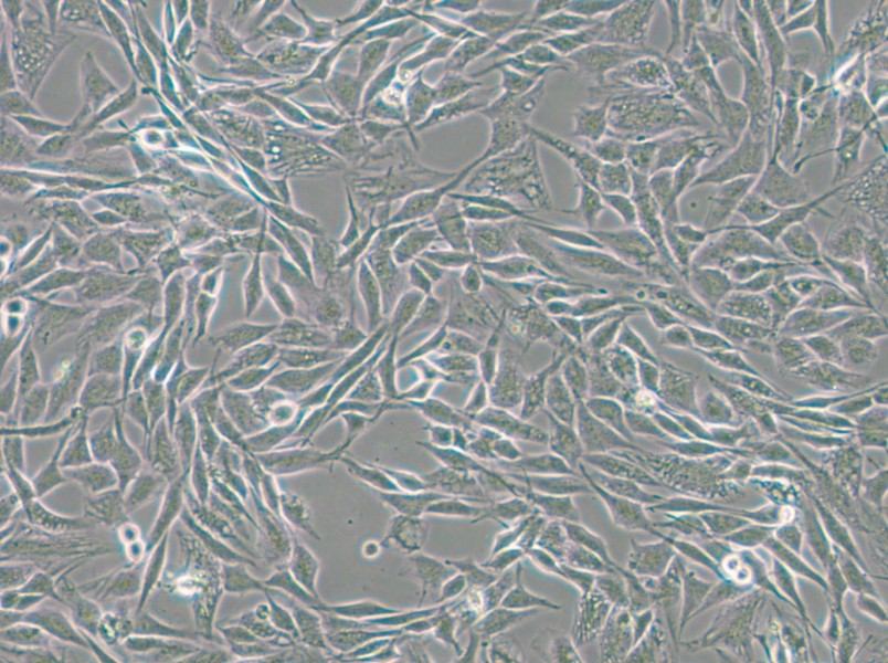 CCF-STTG1 Cell Complete Medium - 6