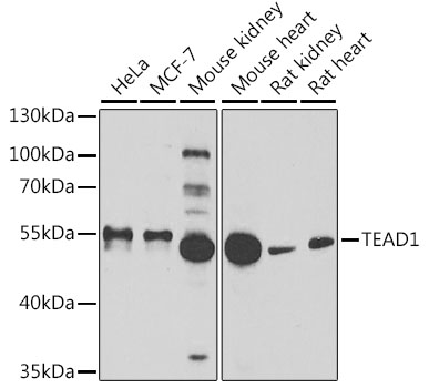 Western blot analysis of extracts of various cell lines using TEAD1 Polyclonal Antibody at dilution of 1:1000.