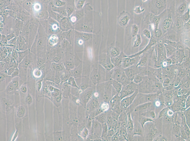 Panc 02.13 Cell Complete Medium - small - 5