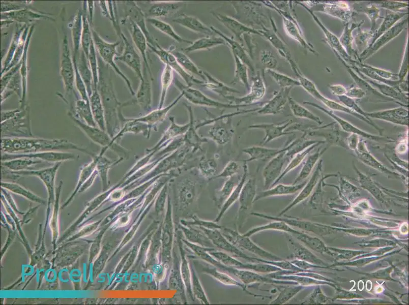 8305C Cell Complete Medium - 6