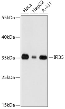 Western blot analysis of extracts of various cell lines using IFI35 Polyclonal Antibody at dilution of 1:1000.