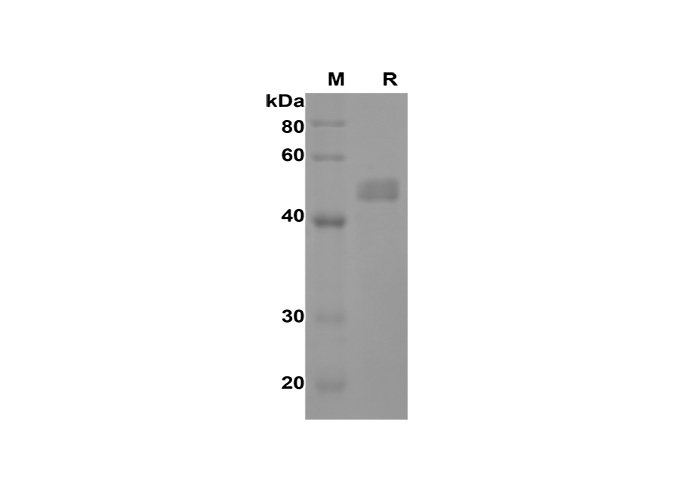 Recombinant Rat IL-17A Protein(Halo Tag)-1