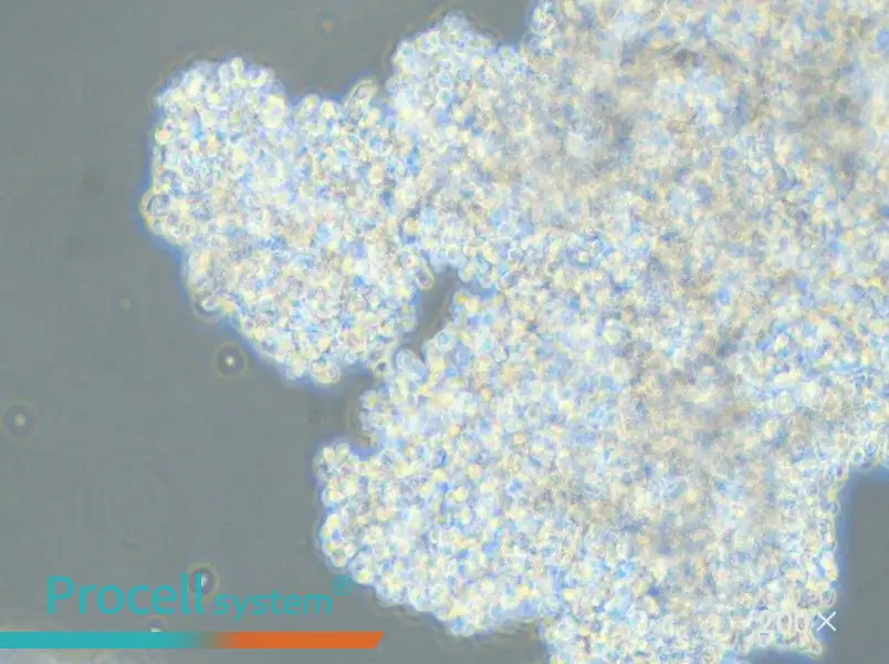 DMS 153 Cell Complete Medium - 5