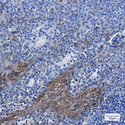 Recombinant Annexin A1 Monoclonal Antibody - 4