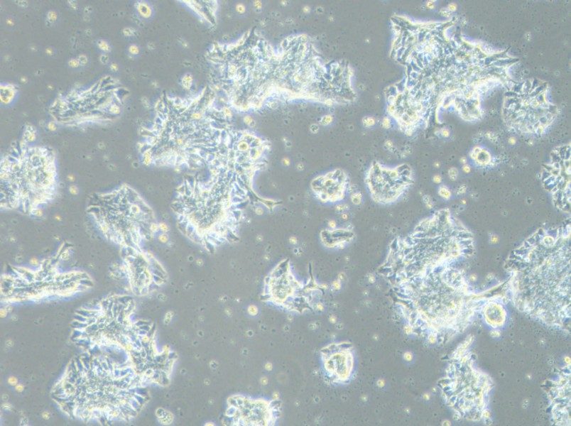 CCK-81 Cell Complete Medium - 9