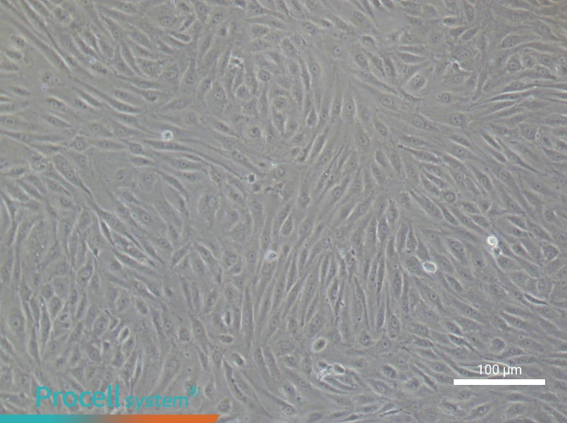 Human Coronary Artery Endothelial Cell Complete Medium - 2