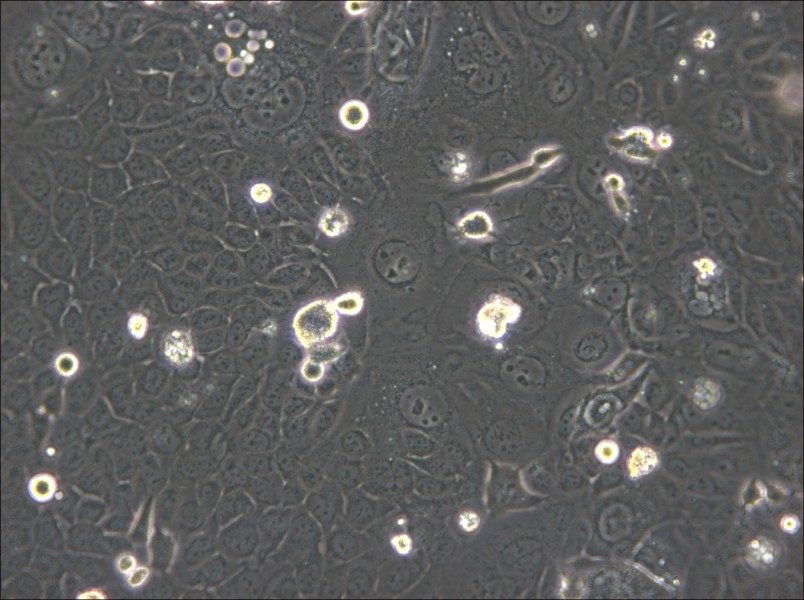 SVCT Cell Complete Medium - 4