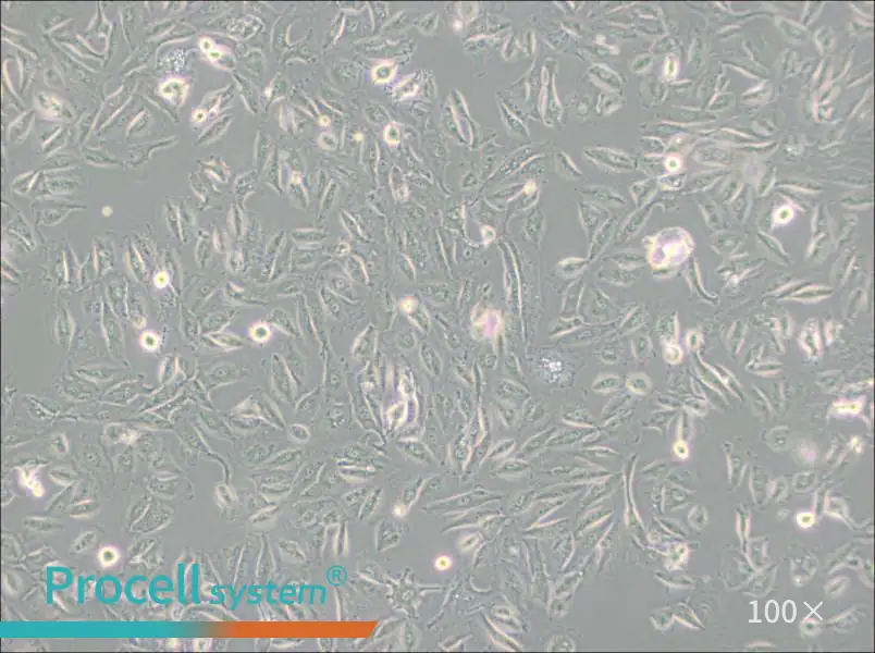 Caki-2 Cell Complete Medium - 3
