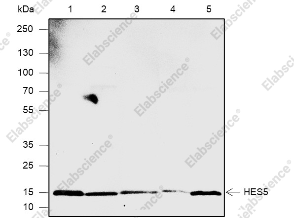 Recombinant HES5 Monoclonal Antibody - 1
