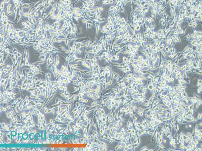 LA795 Cell Complete Medium - 2