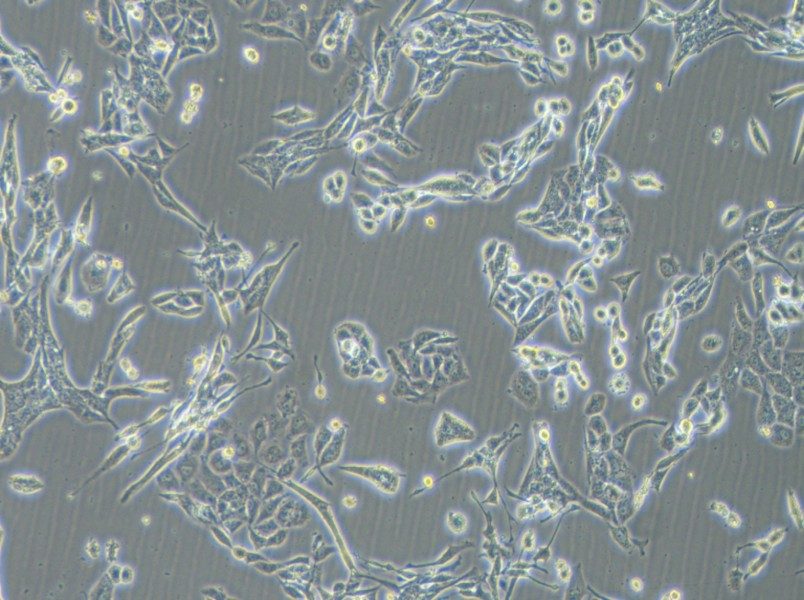 NCI-H446 [H446] Cell Complete Medium - 2