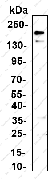 Recombinant ACE Monoclonal Antibody - 2