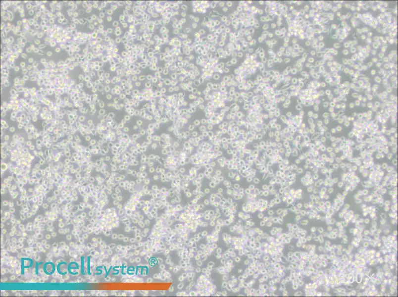 ARH-77 Cell Complete MediumARH-77 Cell Complete Medium - 2