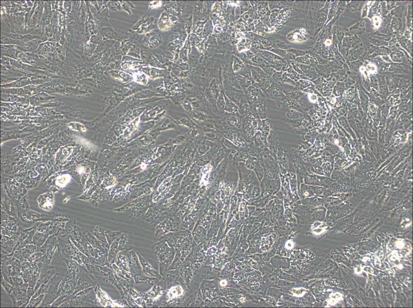 UM-Chor1 Cell Complete Medium-searchlist-1