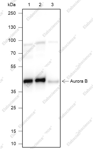 Recombinant Aurora B Monoclonal Antibody - 1
