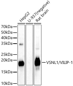 Western blot analysis of various lysates using VSNL1/VILIP-1 Polyclonal Antibody at 1:1000 dilution.