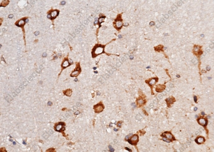LRPAP1 Monoclonal Antibody - 3