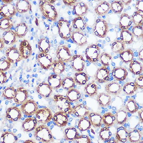 Immunohistochemistry of paraffin-embedded mouse kidney using BMP7 Polyclonal Antibody at dilution of 1:100 (40x lens).Perform microwave antigen retrieval with 10 mM PBS buffer pH 7.2 before commencing with IHC staining protocol.