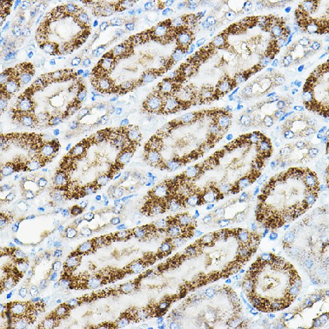 Immunohistochemistry of paraffin-embedded mouse kidney using Alkaline Phosphatase Polyclonal Antibody at dilution of 1:200 (40x lens).Perform high pressure antigen retrieval with 10 mM citrate buffer pH 6.0 before commencing with IHC staining protocol.