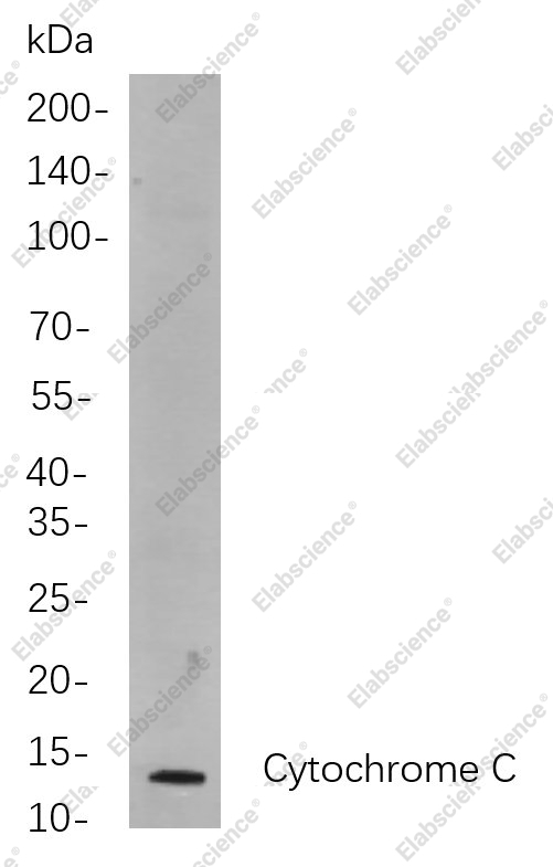 Recombinant Cytochrome C Monoclonal Antibody - 1