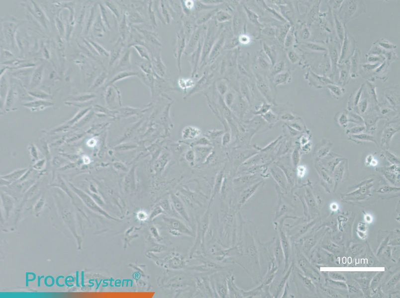 NRK-49F Cell Complete MediumNRK-49F Cell Complete Medium - 3