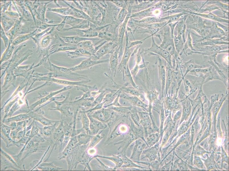 NCI-H2452 [H2452] Cell Complete Medium - small - 4