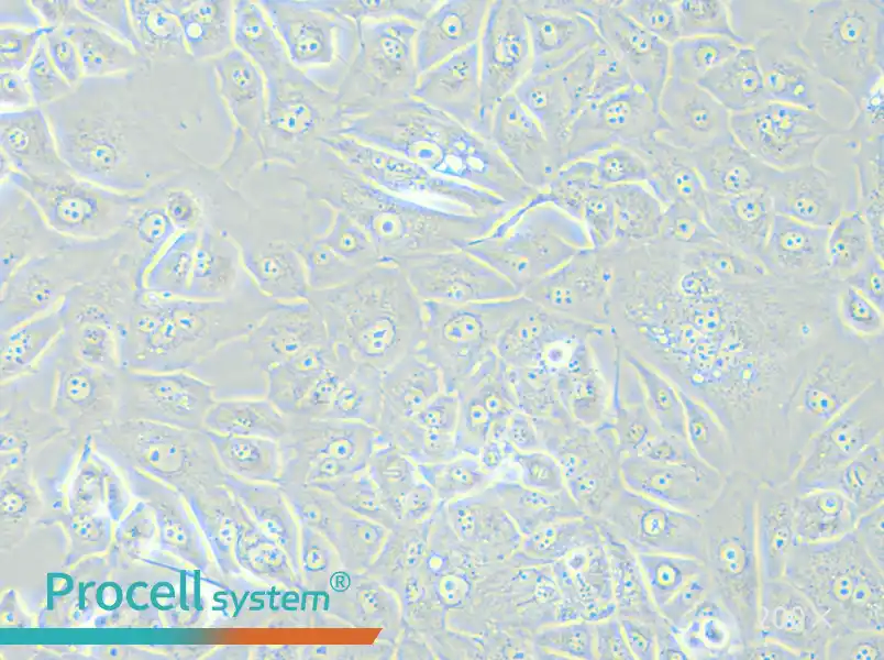 NCI-H226 [H226] Cell Complete Medium - 5