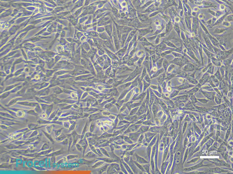 Rabbit Skeletal Muscle Cell Complete Medium - 6