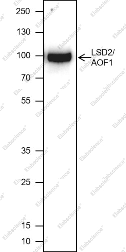 Recombinant LSD2/AOF1 Monoclonal Antibody - 1