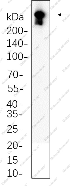 Recombinant DNA PKcs Monoclonal Antibody - 1