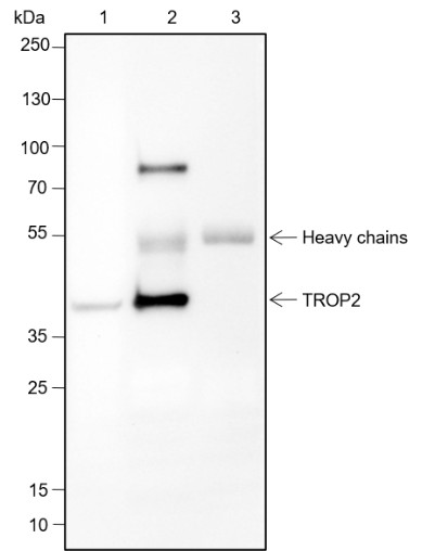 Recombinant TROP2 Monoclonal Antibody - small - 7