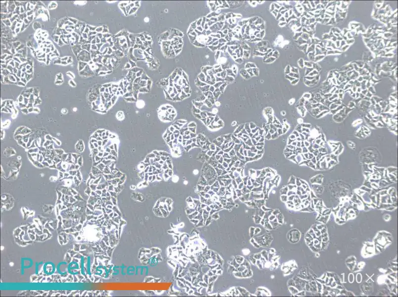 HCC1833 Cell Complete MediumHCC1833 Cell Complete Medium - 2